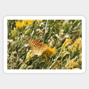 Painted Lady, Butterfly, Nature, Wildlife Sticker